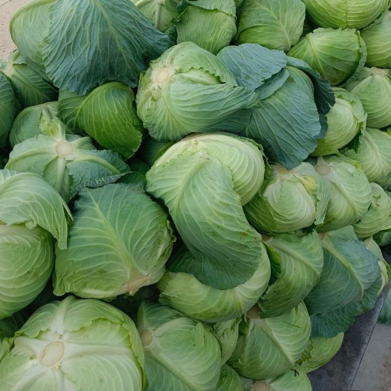 精品小铁头,包菜,流星菜,大量有货现摘现发