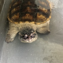 鳄龟