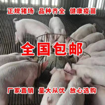 山东外三元仔猪健康猪场挑选防疫齐全包运输到家包成活