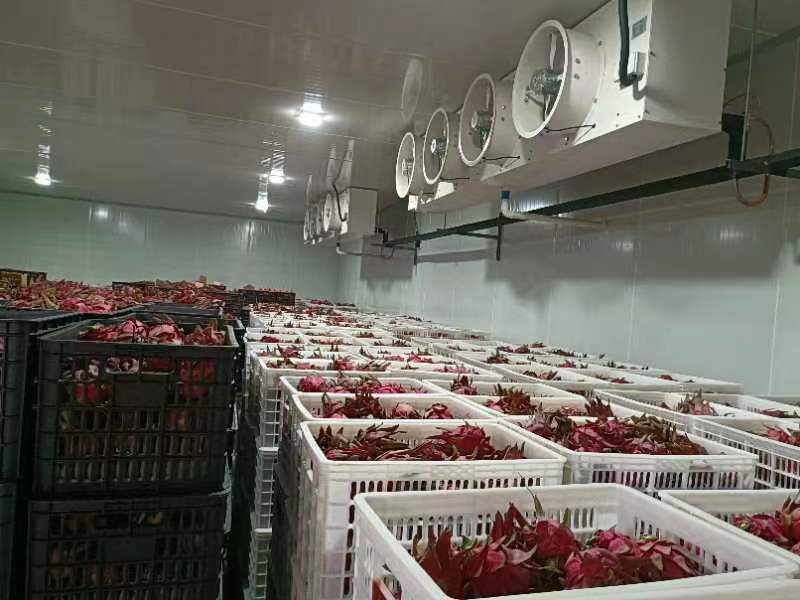 红心火龙果保鲜存储示意图