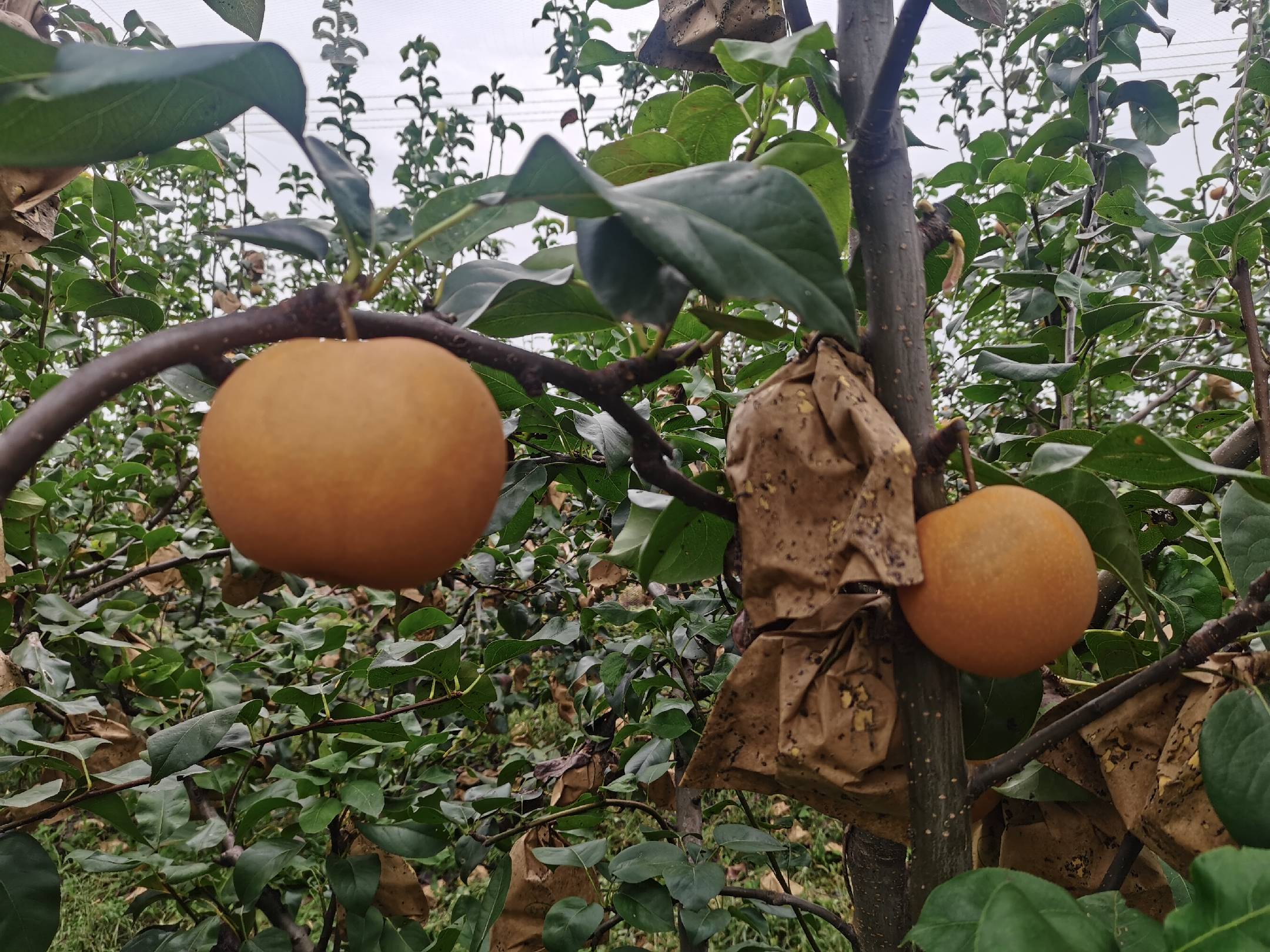 秋月梨果园实景