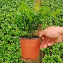 竹柏，规格齐全，量大从优，保质保量，欢迎来电