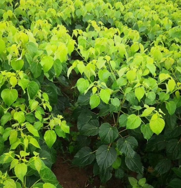 [山桐子批发]山桐子苗是一种经济苗木/批发价/现挖发货/价格0.