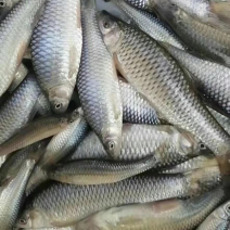 麻鱼