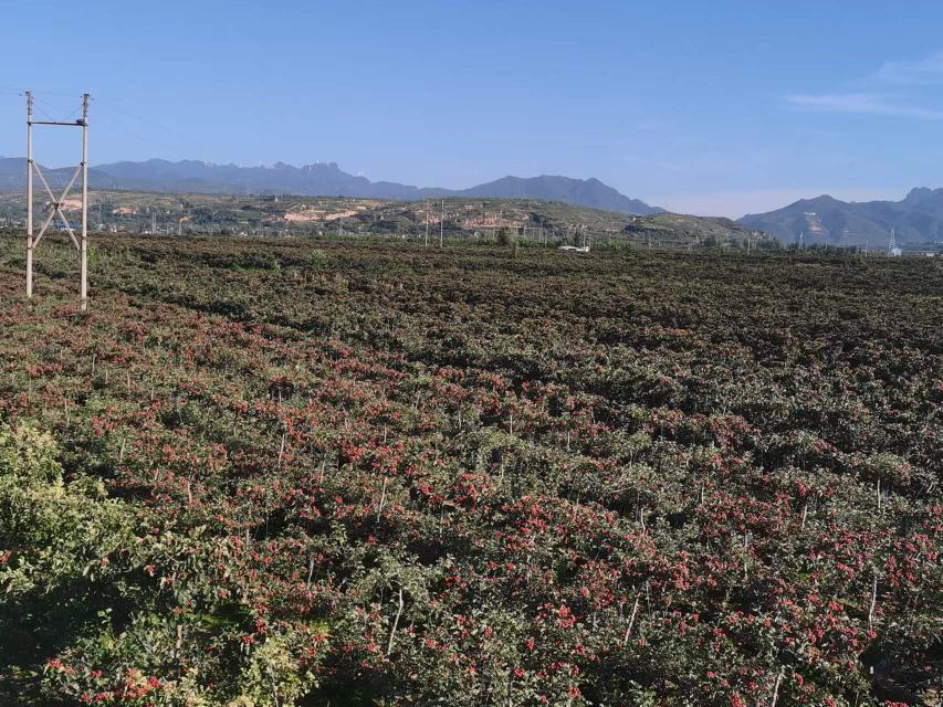 一片整齐连片的秋金星山楂果园,树势健壮,枝叶茂密,树冠呈自然圆头形;部分果树挂满橙红色果实,果粒饱满圆润,表面光滑有光泽,在阳光照射下呈现诱人的色泽;地面为黄壤土质,田间管理良好,无明显杂草,远处可见果农正在采摘作业 秋金星山楂果园实景