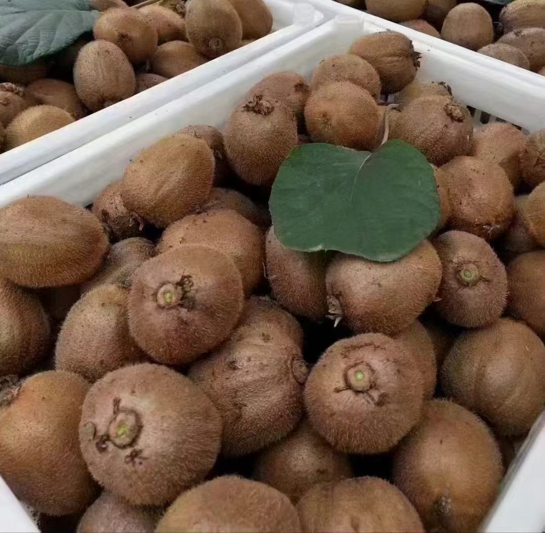 大籽猕猴桃深加工产品展示台