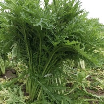 【优质】雪里红，芥菜上市，产地供货，供市场工厂