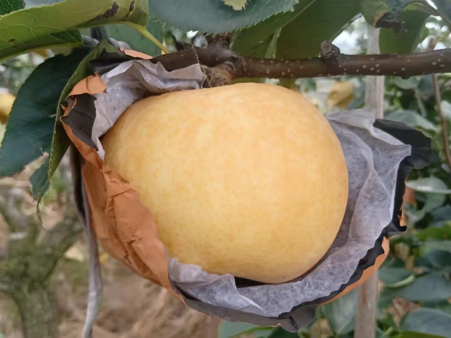 果园工作人员正在检查黄金梨的成熟度并进行采前管理 果园工人正在对黄金梨进行采摘前的管理工作