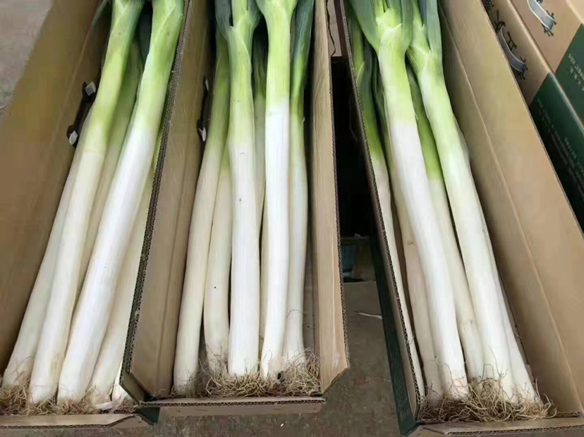 包装精美的章丘铁杆大葱礼盒展示