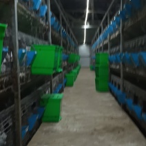 兔饲料