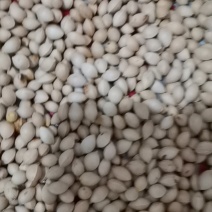 白果又名银杏