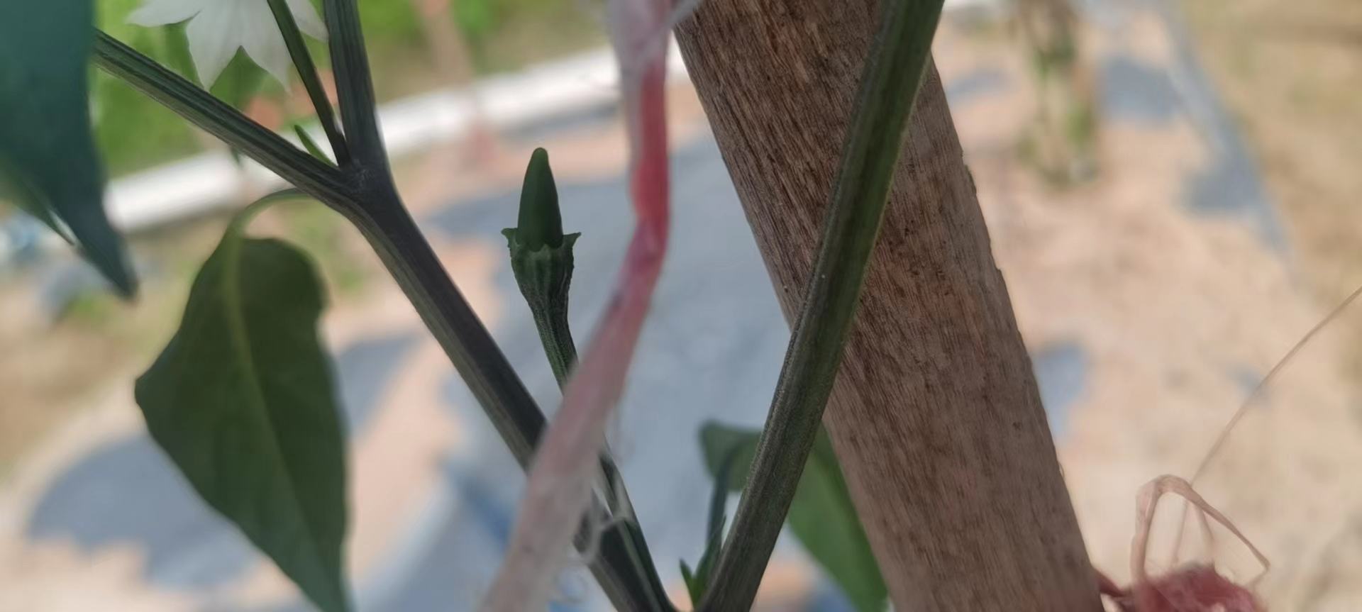 小米椒果实剖面展示辣椒籽细节 小米椒与辣椒籽特写