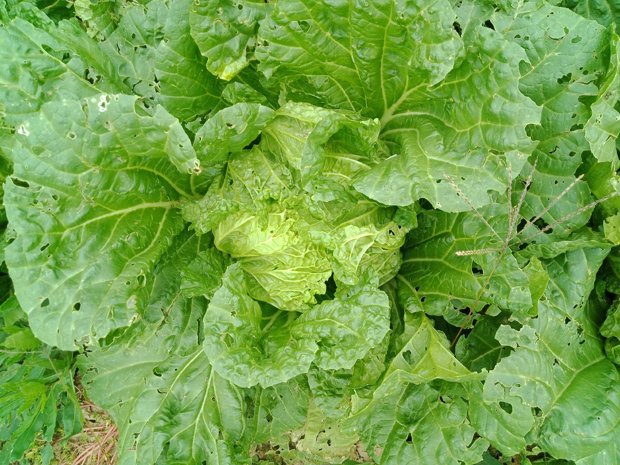 菜青虫与蚜虫危害图