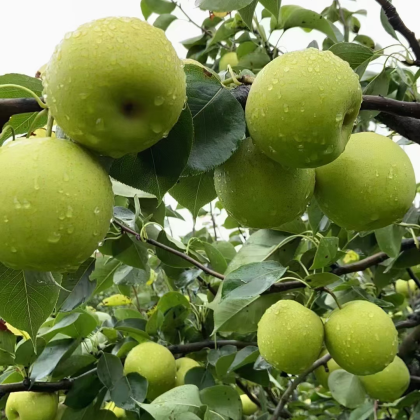 金堂县苹果梨产地行情