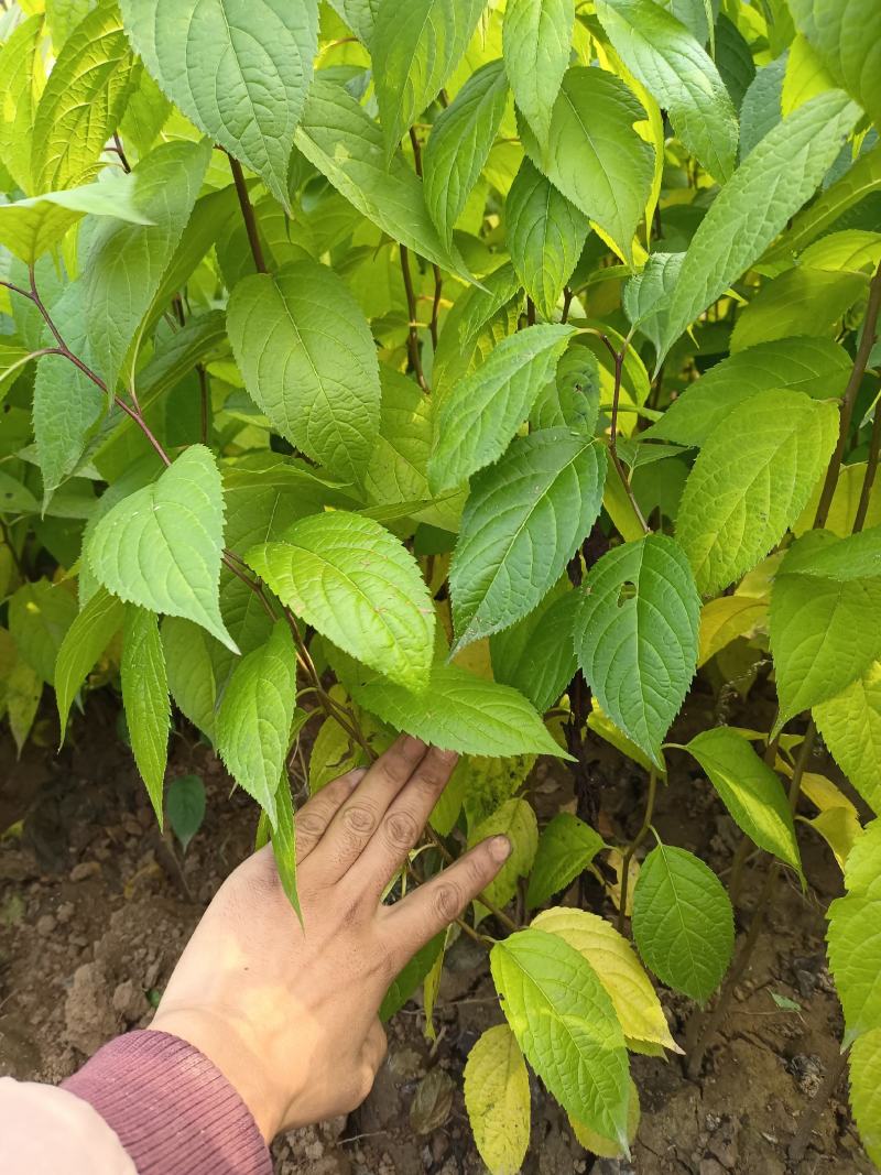 杜仲树苗中药材杜仲苗药材苗雄花杜仲苗