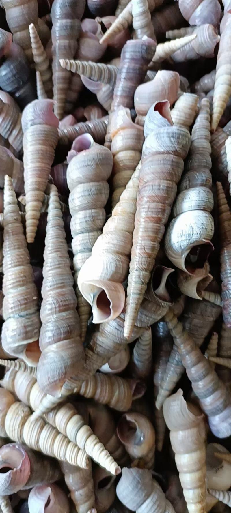 鲜活钉螺,全国发货,一手货源