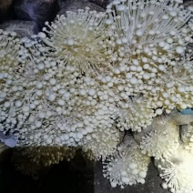 金·金针菇菌包