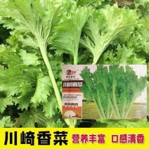 川崎香菜种子香芥菜种子青菜籽香叶饺子菜特色菜春秋农家蔬菜