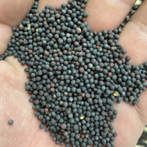 菜籽厂家批发油菜籽黑油菜籽黄油菜籽油菜籽