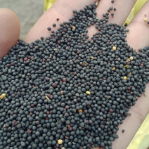 油菜籽厂家批发油菜籽菜籽新菜籽高油油菜籽