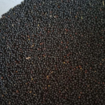 油菜籽厂家大量现货油菜籽黑菜籽黄菜籽菜籽厂家