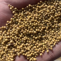 油菜籽黄色油菜籽高油油菜籽油菜籽源头厂家