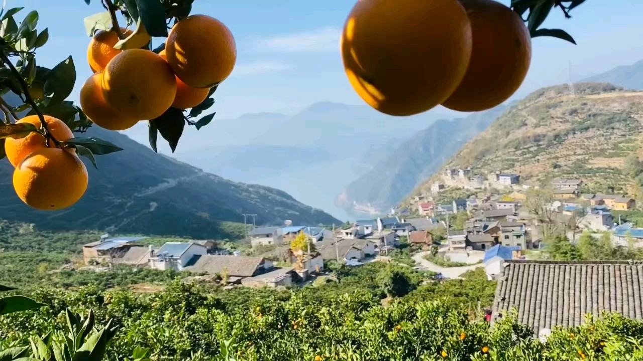 果园中的爱媛橙树