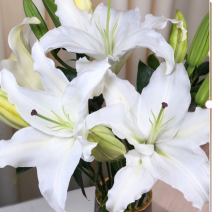 20个花苞7元百合鲜切花香水百合云南鲜花批发百合花批发