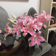 百合花西伯利亚索尔邦香水百合批发云南鲜花批发