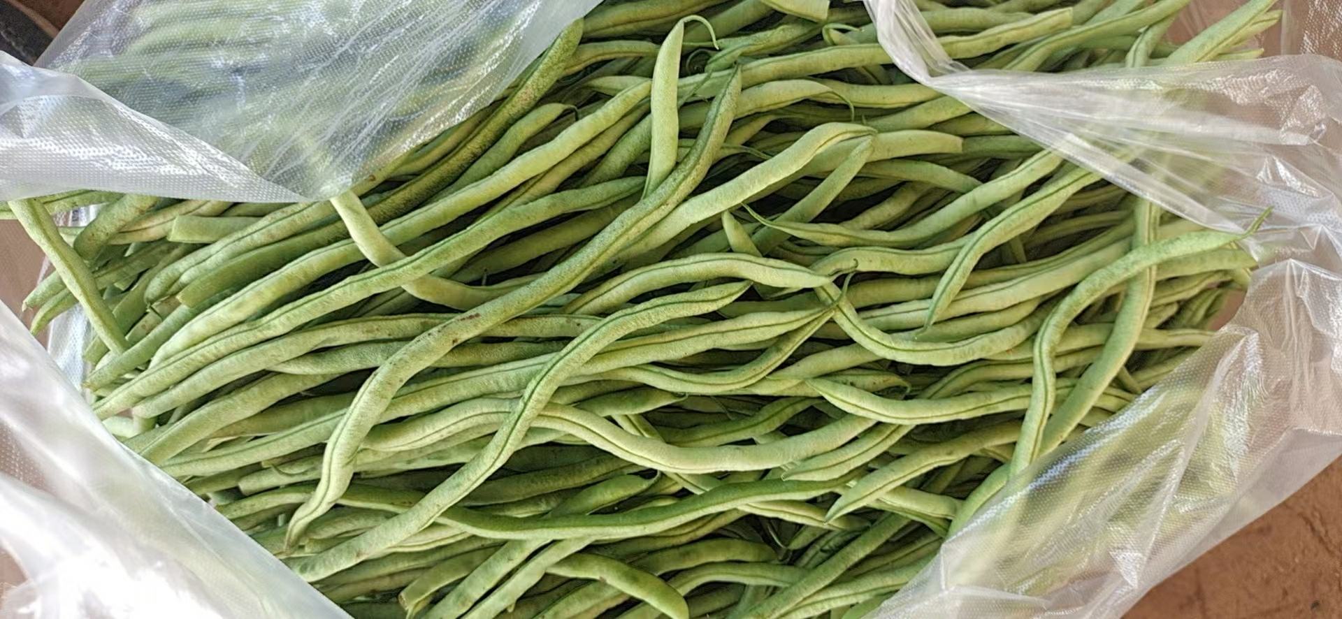 一盘刚出锅的豆角饺子,皮薄馅多,香气扑鼻 豆角饺子成品图