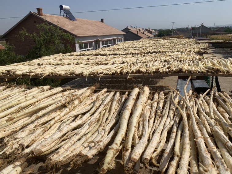 市场中成捆晾晒的北沙参（俗称扎参）