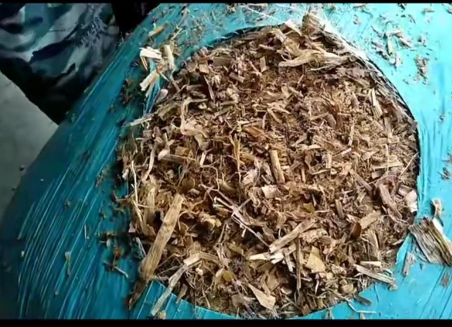 墨西哥甜玉米牧草青贮发酵过程