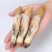 蛏王肉冷冻海鲜竹节蛏新鲜蛏子肉速冻蛏子王火锅圣子肉