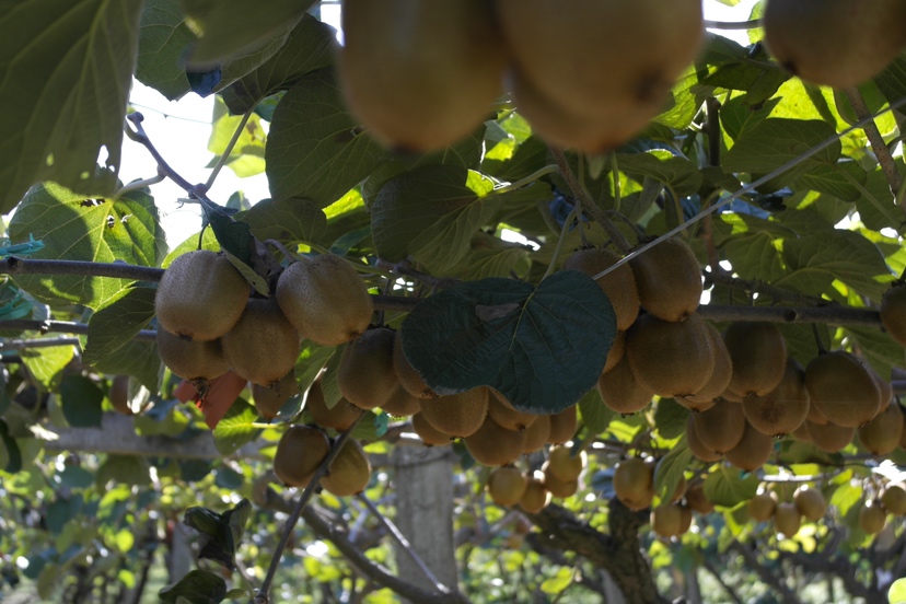 果园中的金果植株特写