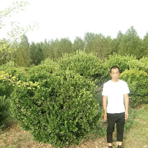 东青球，冬青苗，树形优美，质量保障，基地大量供应