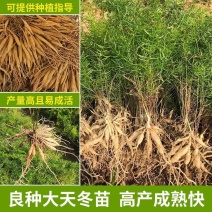 天冬苗良种高产经济中药材种植难度低易管理易成活大量有货