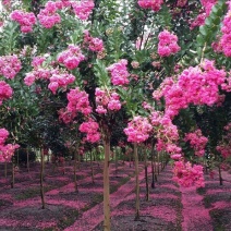 紫薇花盆栽四季好养花卉植物室内阳台庭院耐寒耐热绿植百日红