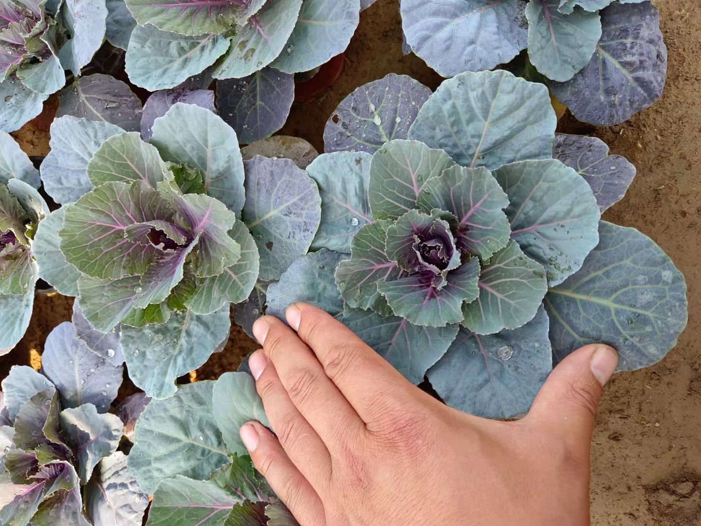 左侧为深绿色卷曲叶片的羽衣甘蓝植株,右侧为干燥后呈片状的绿色苔菜(浒苔),两者形态差异明显,背景为自然光下的厨房台面 羽衣甘蓝与苔菜对比图