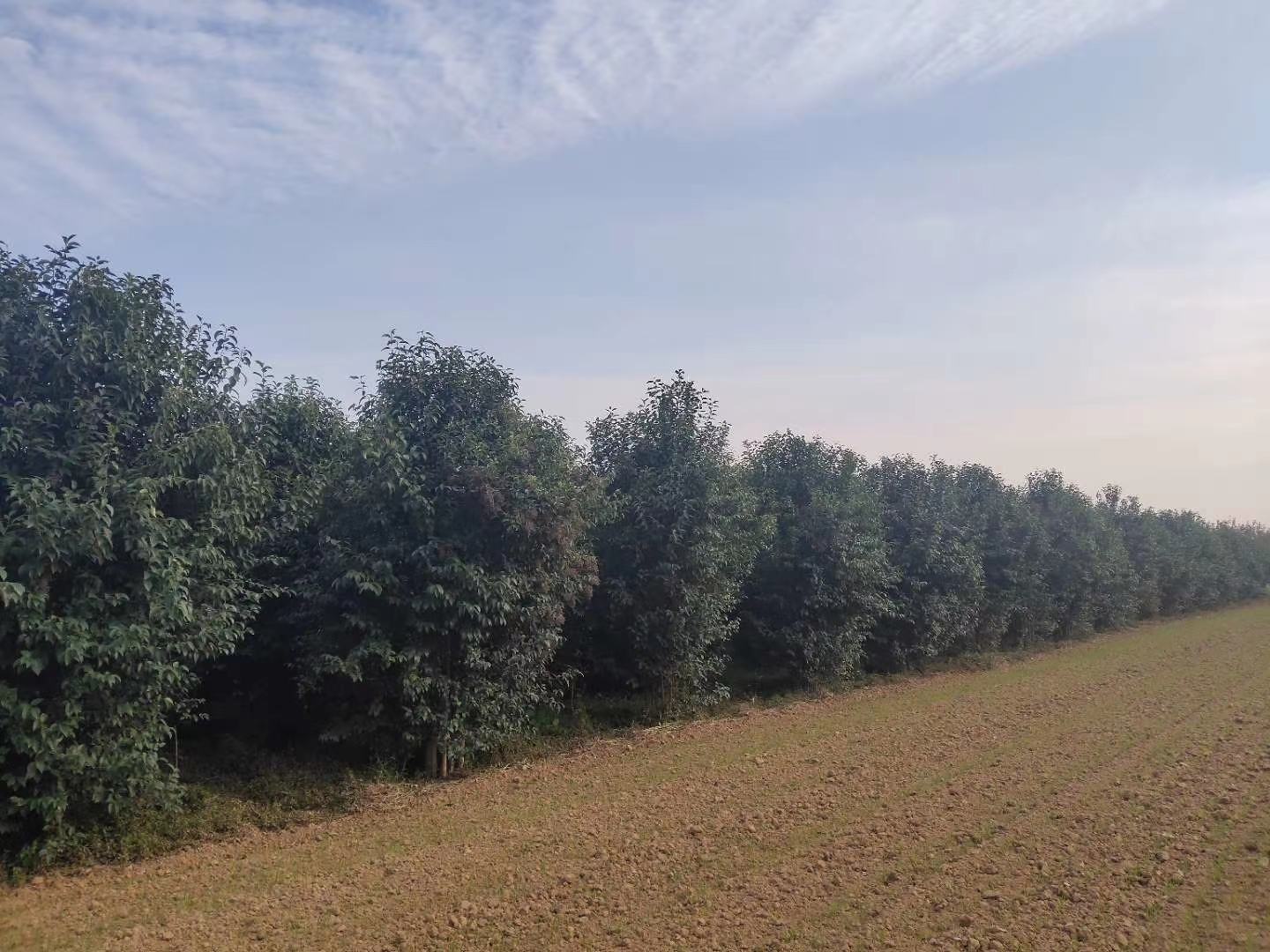 多棵修剪整齐的大叶女贞组成连续绿篱,高度约1.8米,位于住宅院墙内侧,形成天然屏障,背景为木质围栏和草坪,展现其在庭院边界美化与隐私保护中的实际应用 大叶女贞作为庭院绿篱的应用场景