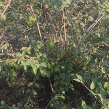 定植八年的连翘树