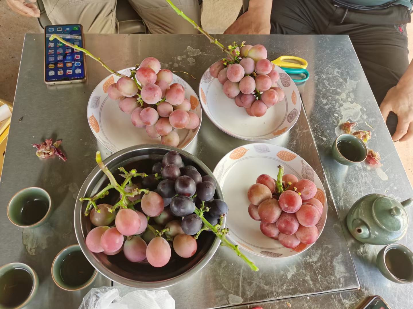 巨峰葡萄转色期滴灌施肥作业现场