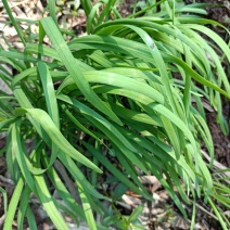 韭菜苗【人些喜欢吃的懒人菜，栽上拨草就行不用施肥也行】