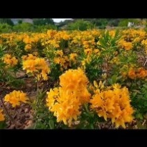 黄杜鹃映山红一手货源