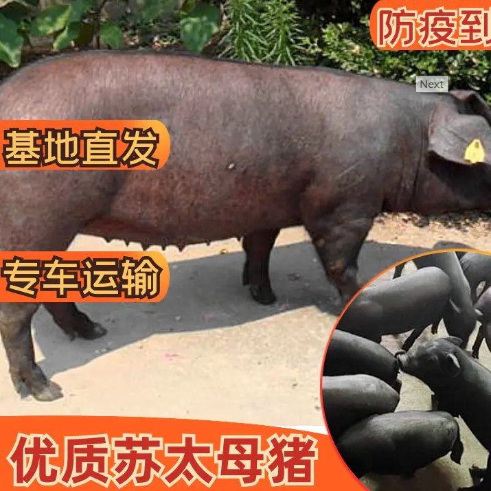 [太湖猪批发]山东临沂沂水县活猪 6.00元/公斤临沂太湖母猪， _ 一亩田