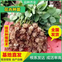 云南昆明斗南大花月季花苗庭院阳台绿植花卉种苗四季开花