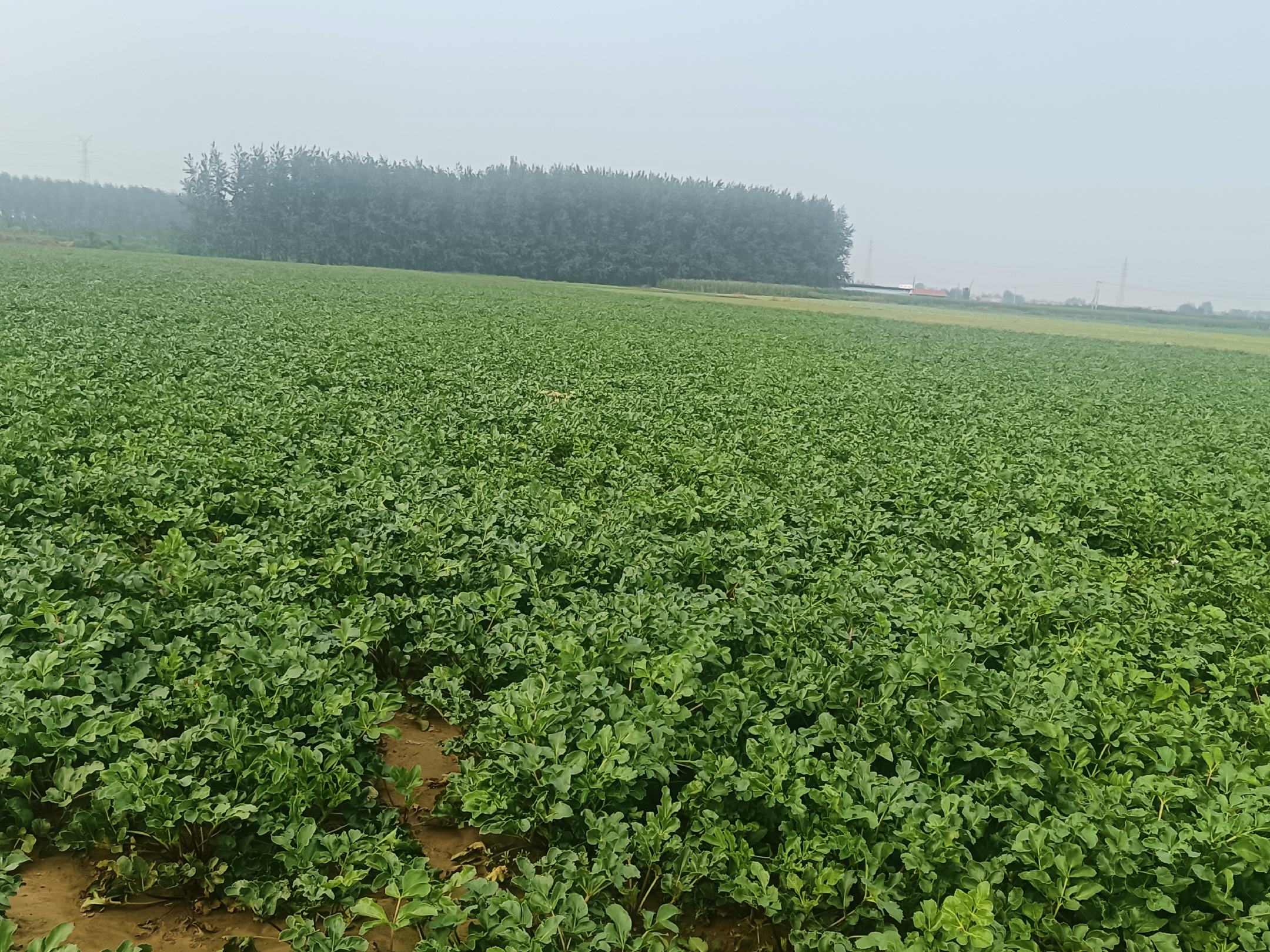 一片绿意盎然的沙参种植基地,成行排列的北沙参植株长势旺盛,叶片呈披针形,绿色鲜亮,叶面光滑无毛,在阳光照射下泛着自然光泽。田间有农民正在采摘嫩叶,背景为丘陵地貌与轻雾环绕的山区环境,体现生态种植条件 沙参叶田间生长实景图