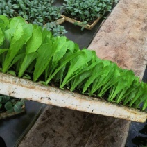 种苗蔬菜苗三青皮莴笋苗，无病害，带土发货易成活。