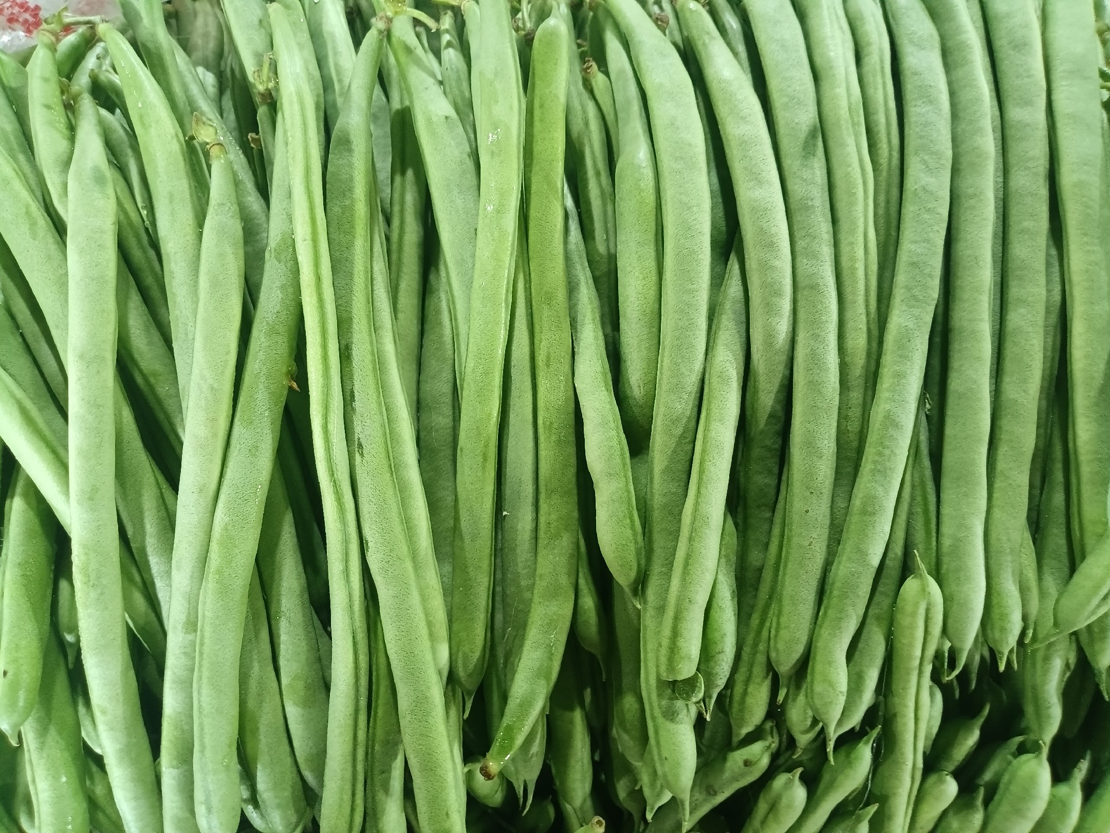 不同豆类对比图