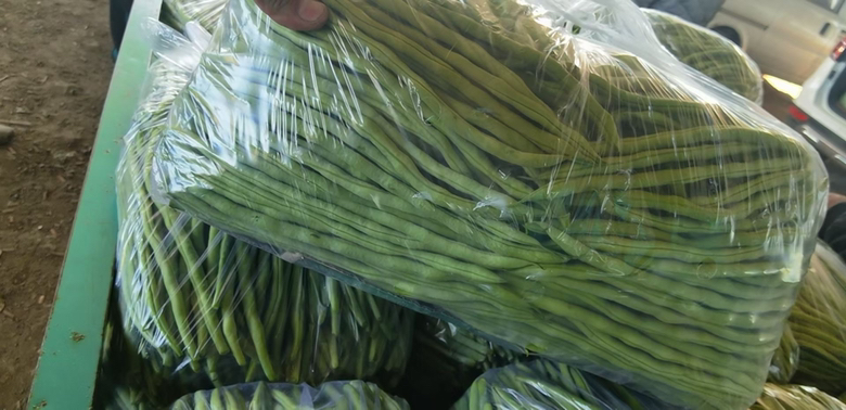 白不老与白芸豆对比图