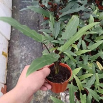 剑叶海芋紫背箭叶海芋荷兰进口ins风绿植室内